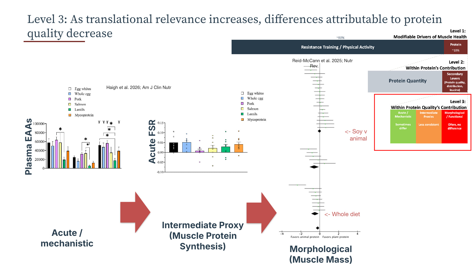 Presentation slide showing protein-source differences narrowing from acute measures toward longer-term muscle mass outcomes
