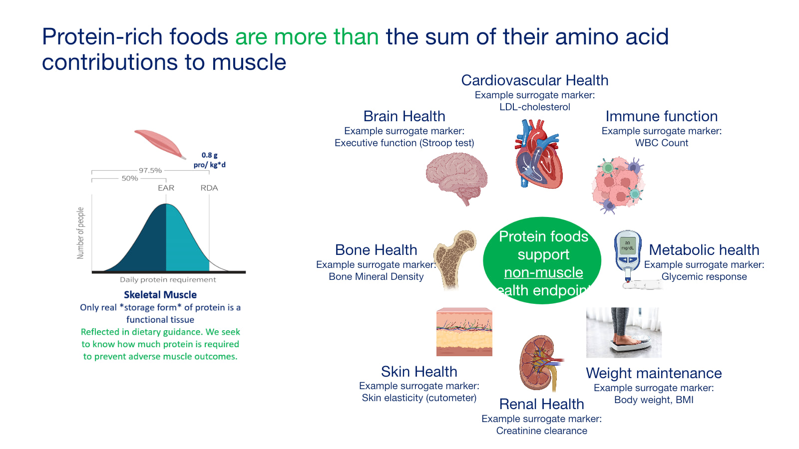 Presentation slide mapping protein-rich foods to muscle, cardiovascular, brain, immune, metabolic, bone, skin, renal, and weight outcomes